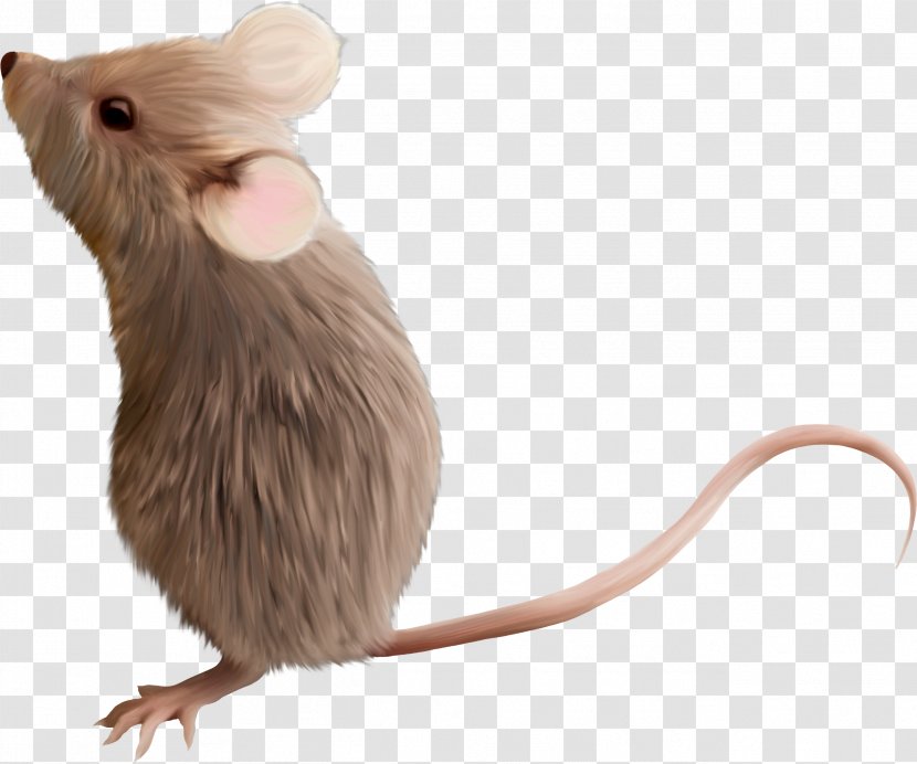 Computer Mouse Gerbil Rodent Clip Art - Rat - Little Fairy Transparent PNG