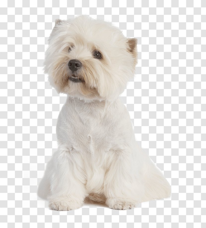 West Highland White Terrier Maltese Dog Puppy American Staffordshire Breed - Royal Canin Transparent PNG