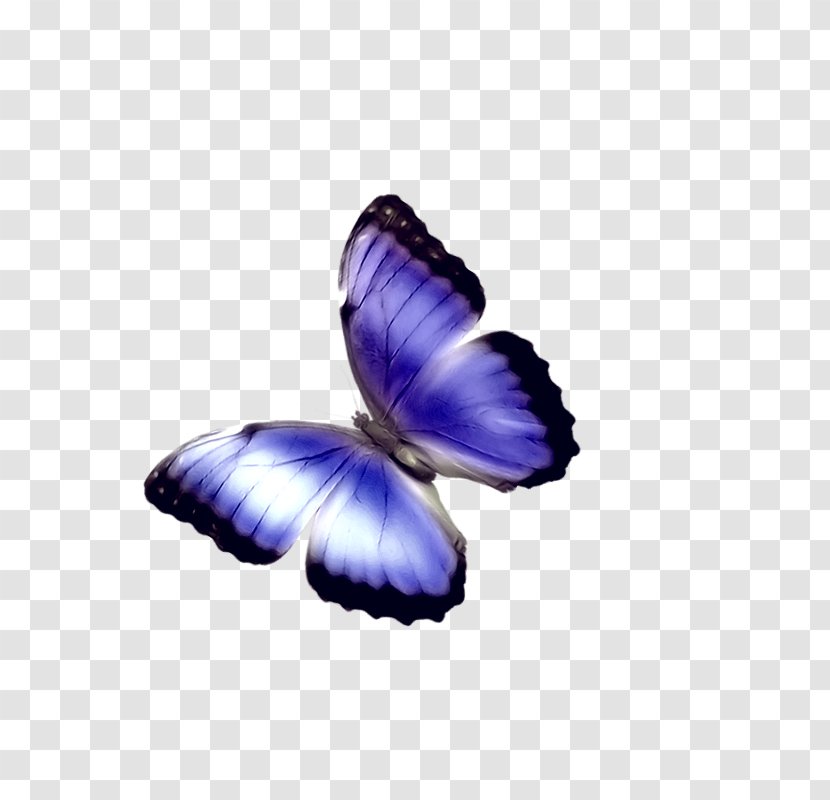 Butterfly Phengaris Alcon Chemical Element - Blue Transparent PNG