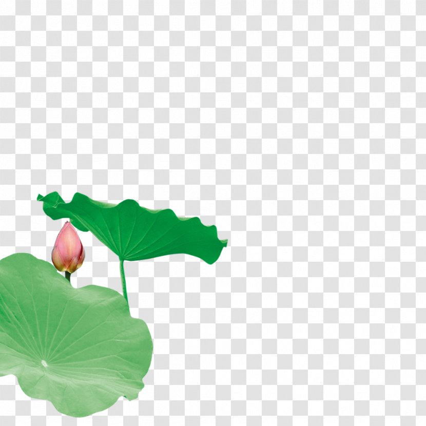 Leaf Nelumbo Nucifera Download Lotus Effect - Dots Per Inch - Creative Transparent PNG