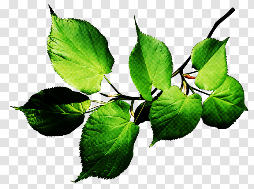 Leaf Flower Plant Tree Beech Transparent PNG