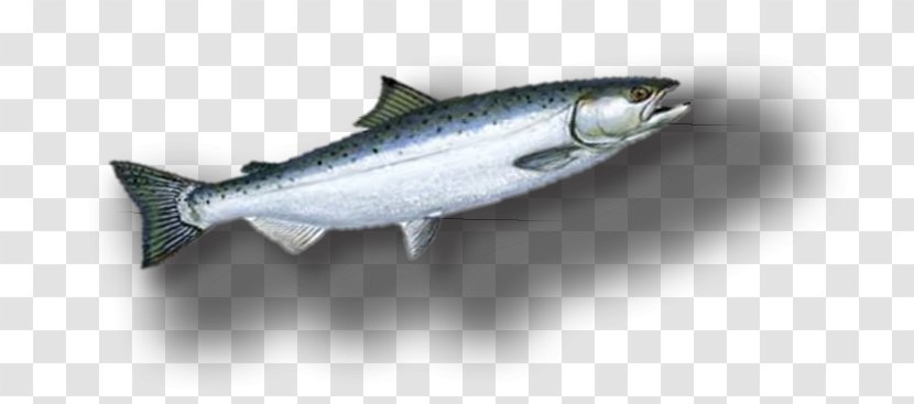 Sardine Coho Salmon Fish Products Oily Anchovy Transparent PNG