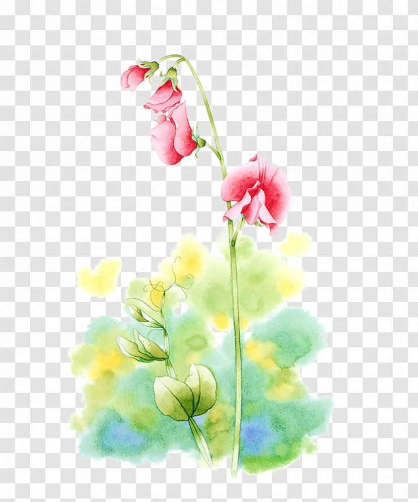 Watercolor Painting Flower Illustration - Pea Waiting Picture Material Transparent PNG