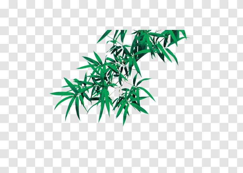 Bamboo Adobe Illustrator Clip Art - Leaf Transparent PNG