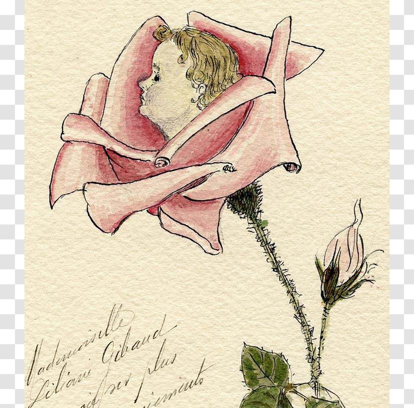 Rosaceae Drawing /m/02csf Rose - Pink M - Hand-painted Baby Transparent PNG