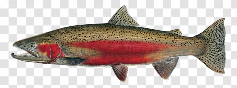 University Of Idaho Rainbow Trout Salmon Fish - Sockeye - Rayfinned Bonyfish Transparent PNG