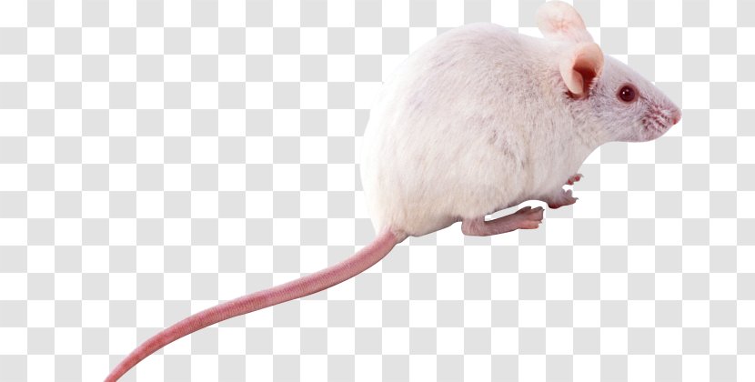 Computer Mouse - Mammal Transparent PNG
