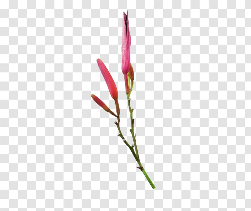 Twig Bud Plant Stem Magenta Flowering - Petal Transparent PNG