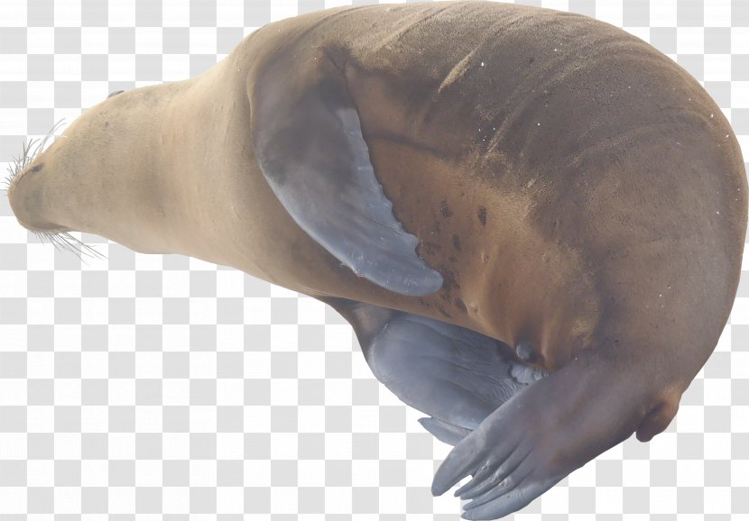 Sea Lion Walrus Marine Mammal Texture Mapping Pinniped - Snout - POLLUTION Transparent PNG