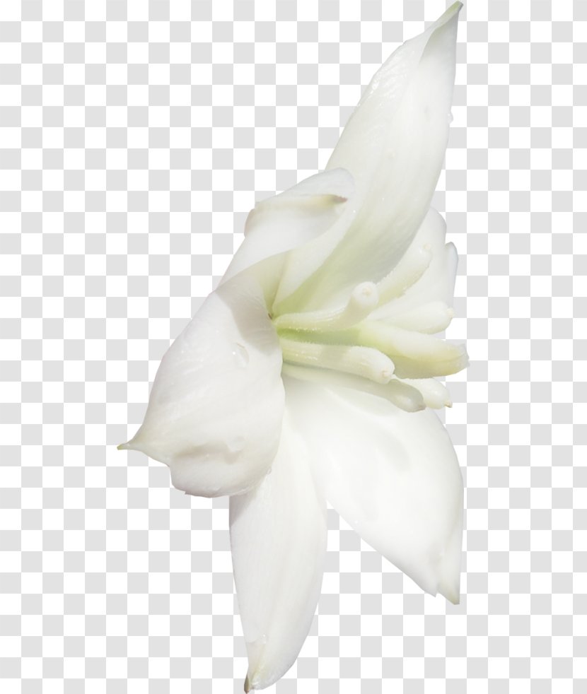 Lilium Flower Data Compression Transparent PNG