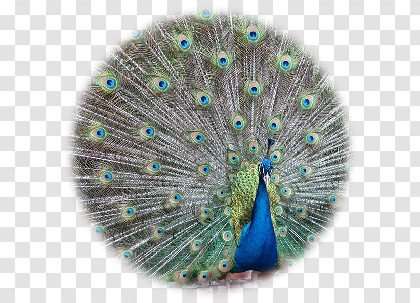 Bird Asiatic Peafowl Pavo Feather Stock Photography Transparent PNG
