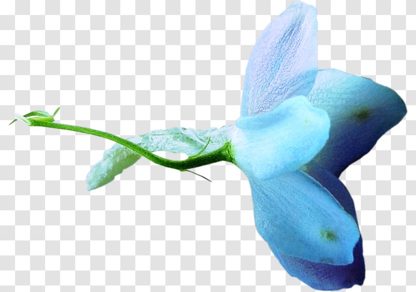 Flower Blue Pollinator Clip Art - Marine Mammal Transparent PNG