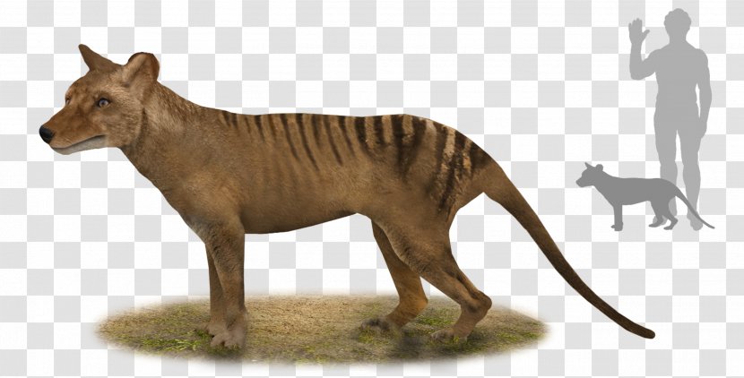 Tiger Thylacine Tasmania Thylacinus Potens Australia - Carnivoran - Marsupial Transparent PNG