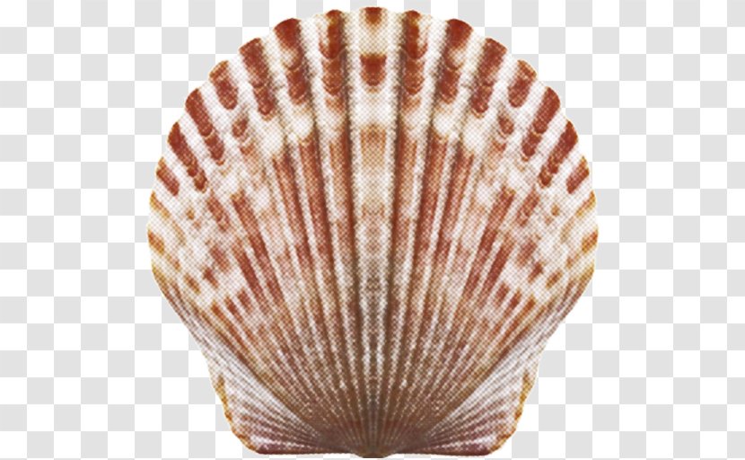 Cockle Seashell Download - Scallop Transparent PNG