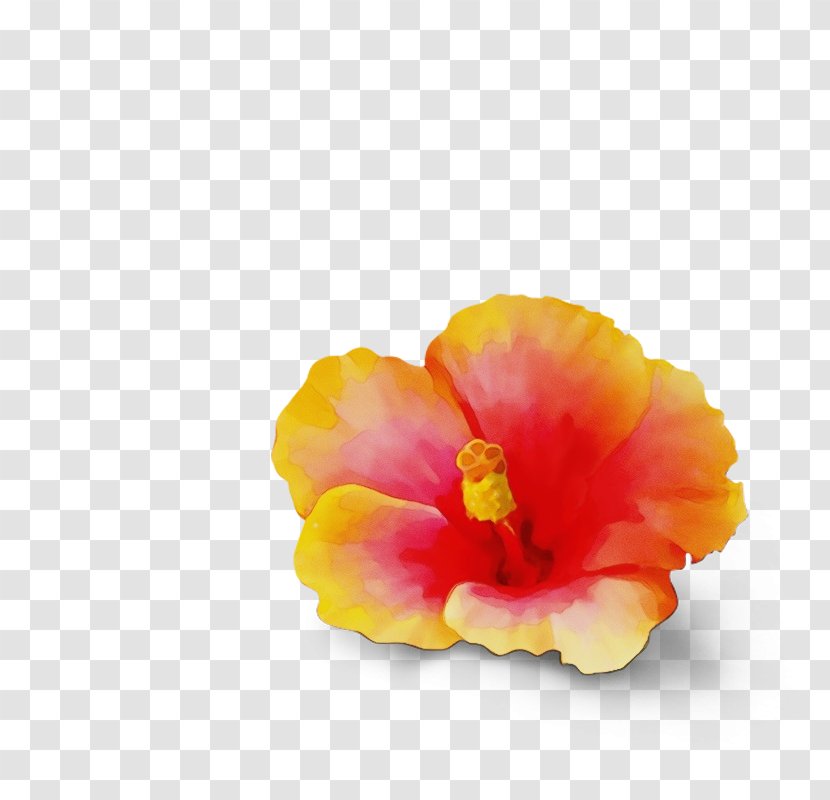 Watercolor Flower Background - Hibiscus Tea - Mallow Family Plant Transparent PNG