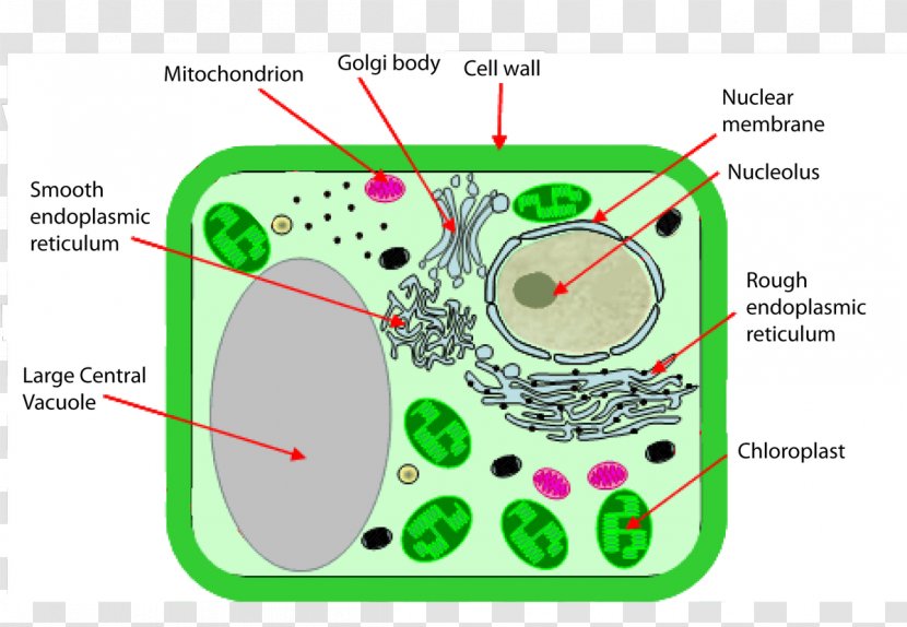 Plant Cell Wall Chloroplast Organelle - Silhouette Transparent PNG