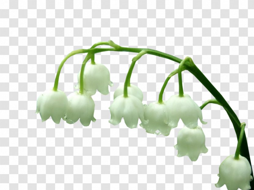 Lily Of The Valley Plant Stem Photography - Watercolor - Brin Transparent PNG