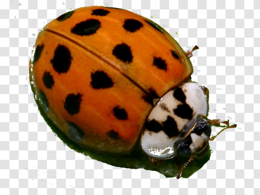 Ladybird Beetle Seven-spot Organism Nature - Invertebrate Transparent PNG