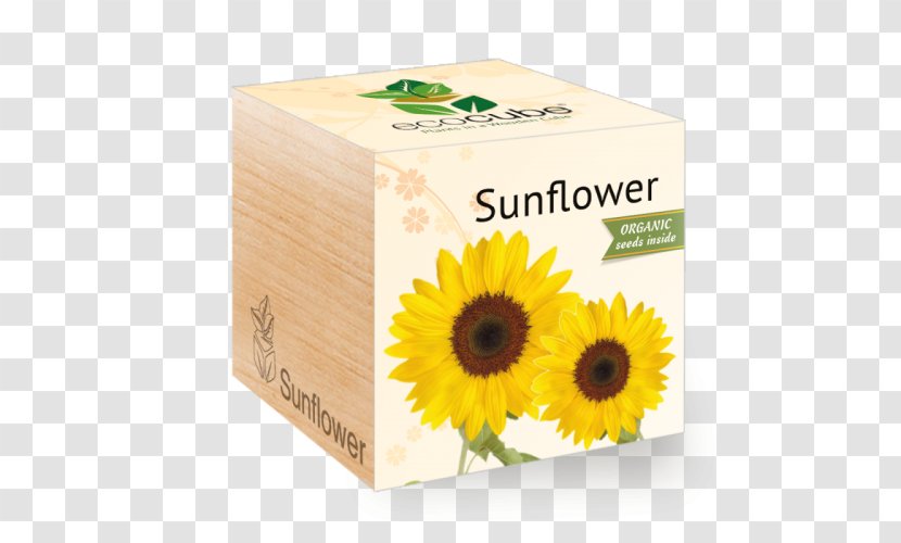 Common Sunflower Seed Daisy Family - Gift - Flower Transparent PNG