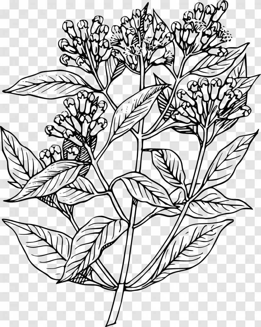 Clove Plant Drawing Sketch - Flora - Mint Flowers Transparent PNG