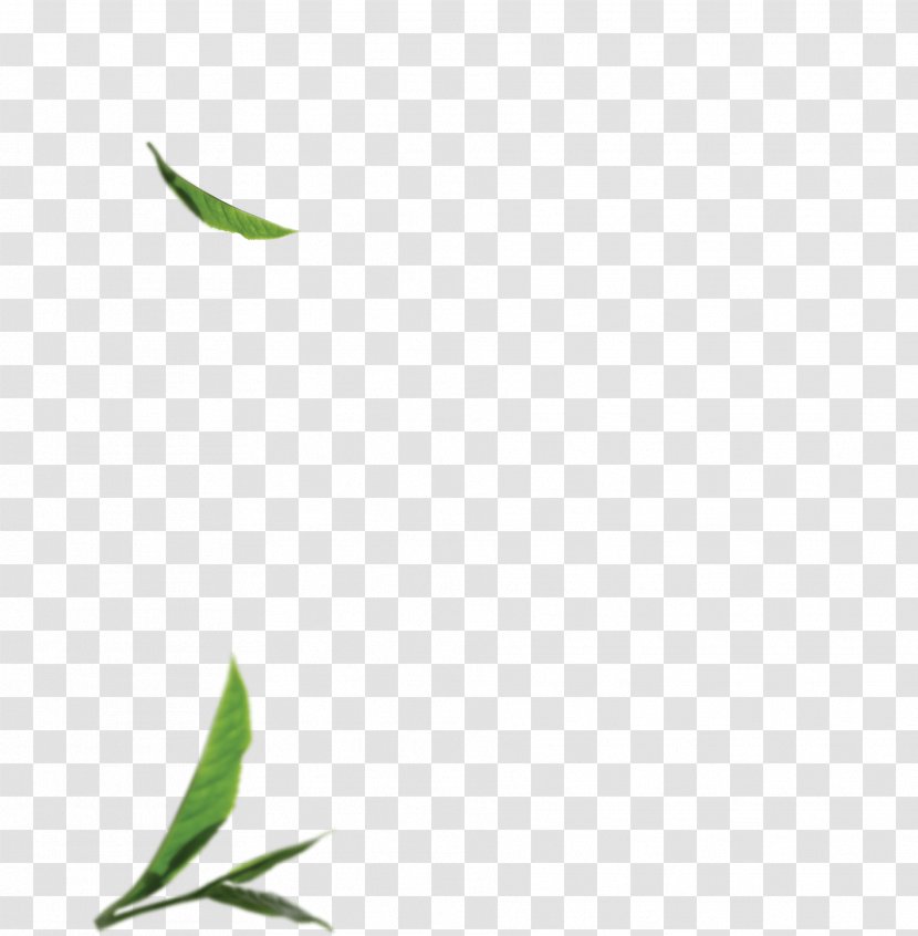 Twig Green Graphics Plant Stem Leaf - Grass - Matcha Leaves Transparent PNG