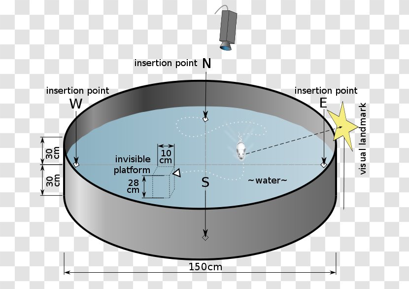 Rat Morris Water Navigation Task Radial Arm Maze - Surface Transparent PNG