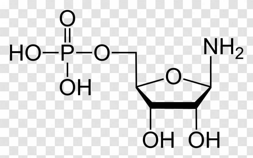 Phosphoribosyl Pyrophosphate Phosphoribosylamine Amidophosphoribosyltransferase Ribose-phosphate Diphosphokinase - Black And White Transparent PNG