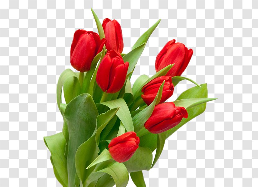Saint Petersburg Tulip Stock Photography Flower Bouquet - Bud - Wild Flowers Transparent PNG