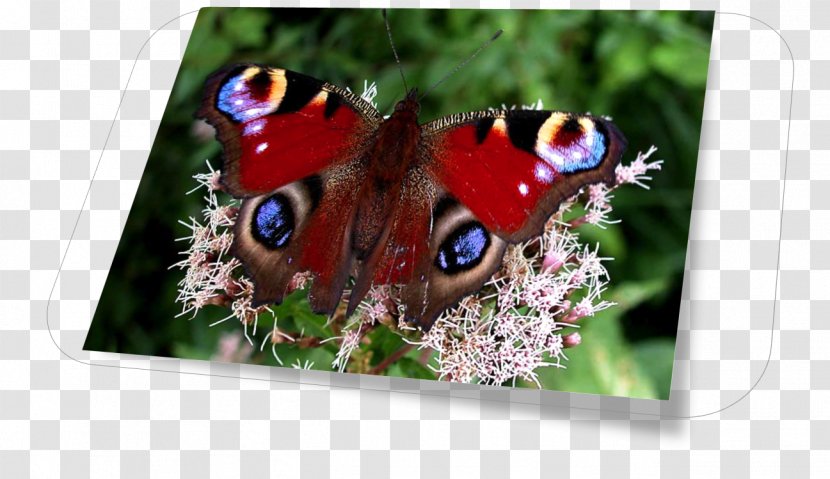 Brush-footed Butterflies Butterfly Inachis Io - Brush Footed Transparent PNG