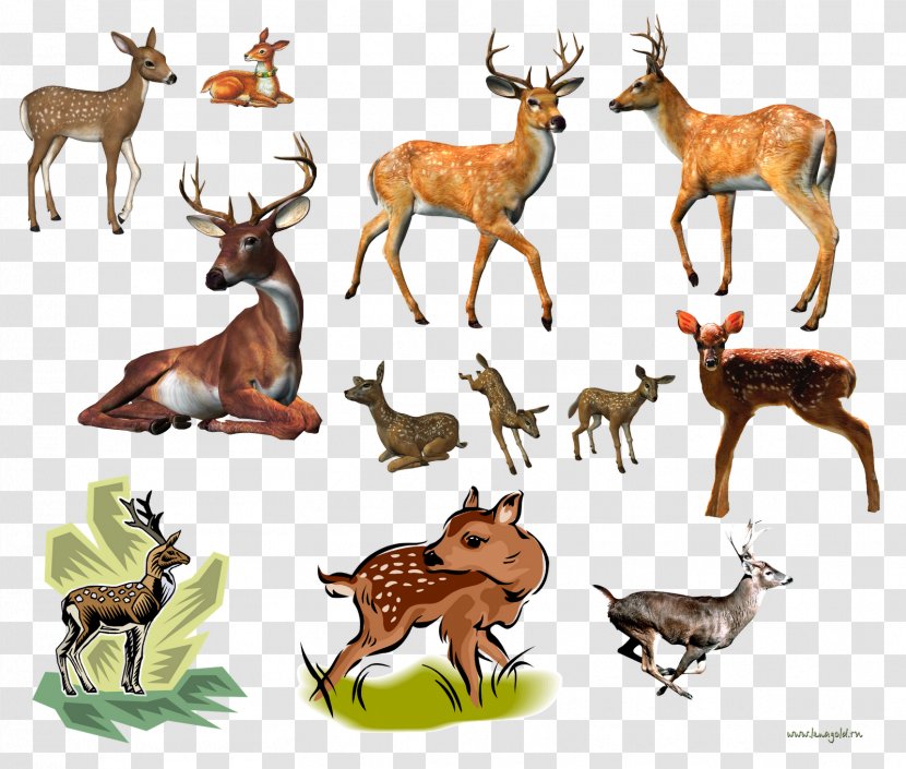 Reindeer White-tailed Deer Elk Musk - White Tailed Transparent PNG