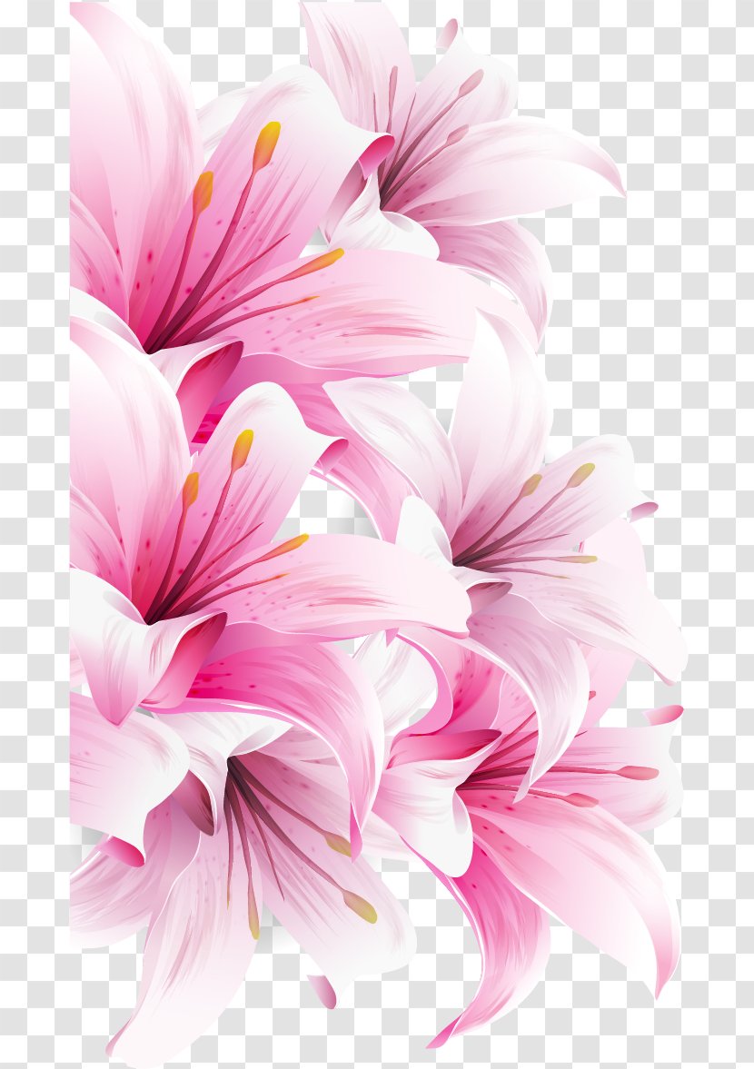 Lilium Bulbiferum Easter Lily Arum-lily Desktop Wallpaper Flower - Stock Photography - Magnolia Transparent PNG