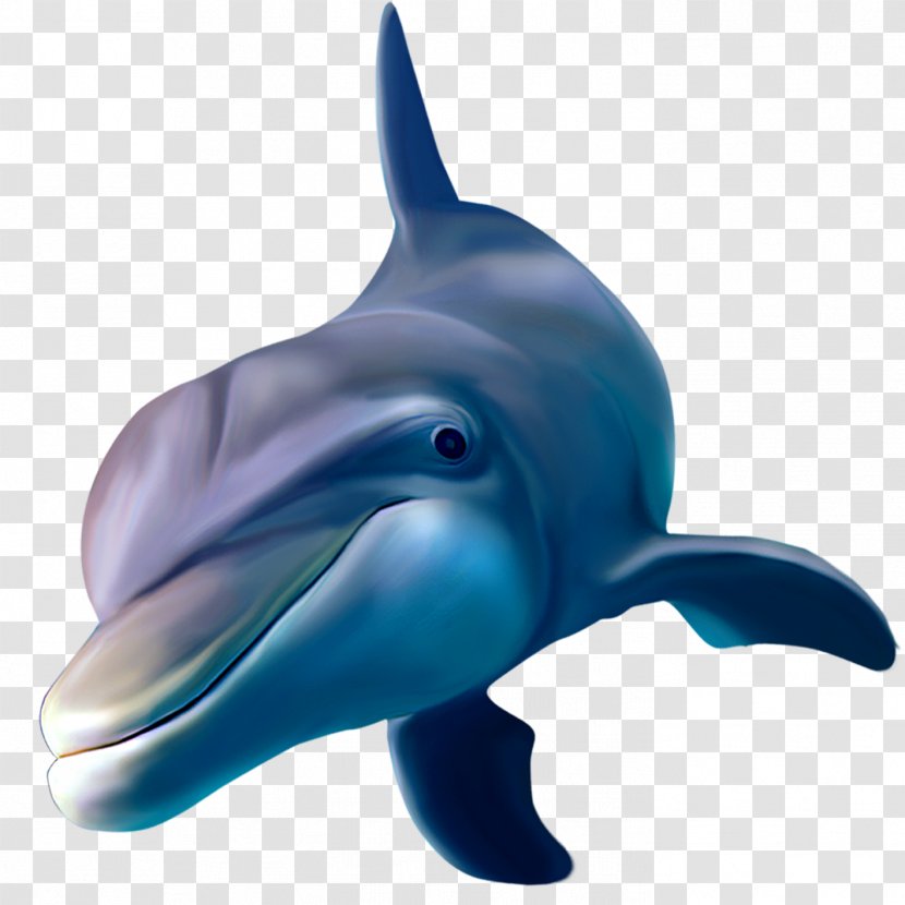 Common Bottlenose Dolphin Rough-toothed Short-beaked Wholphin Tucuxi Transparent PNG
