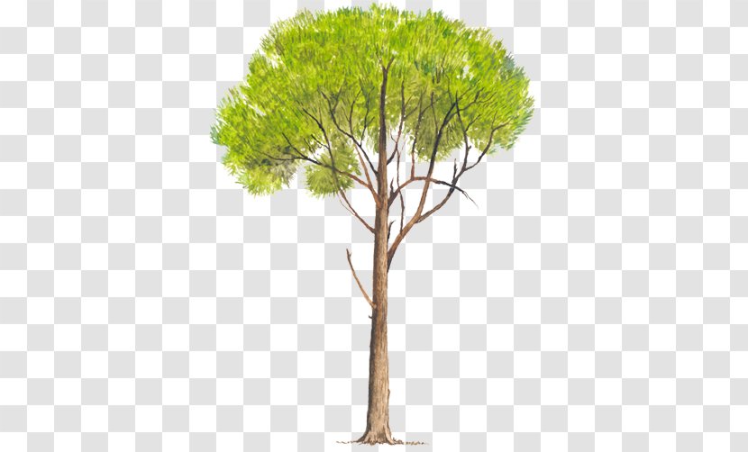 Pinus Radiata Elliottii Tree Pseudostrobus Patula - Branch Transparent PNG