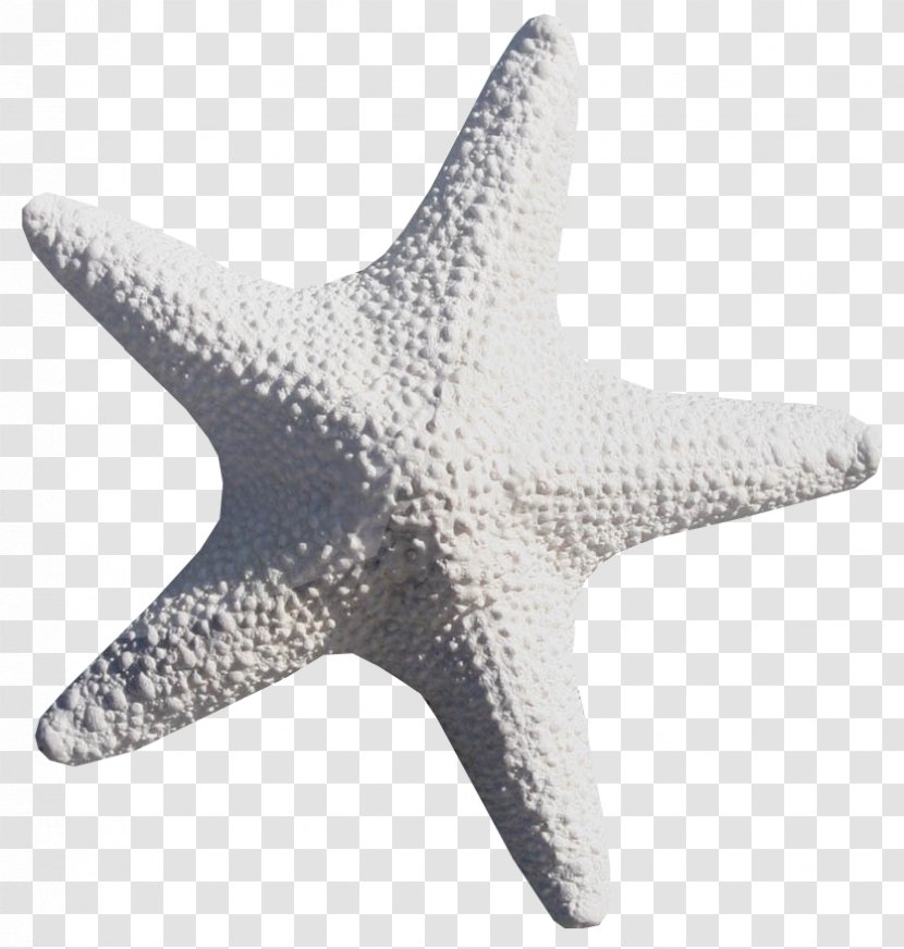 Starfish Sea Transparent PNG