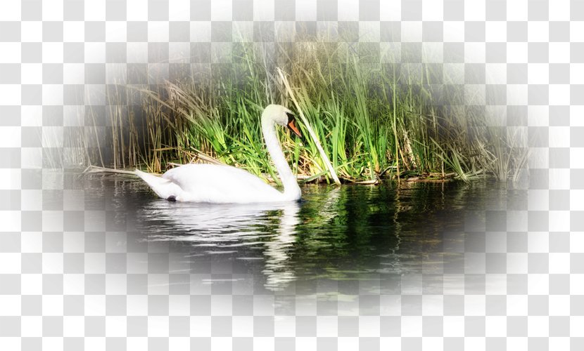 Duck Mute Swan Desktop Wallpaper Laptop Bird Transparent PNG