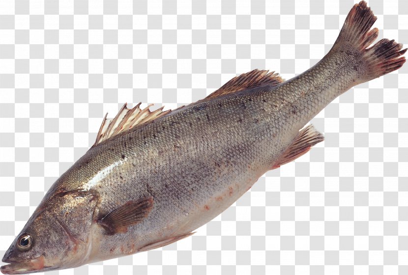 Eel Fish Salmon Food - Animal Transparent PNG