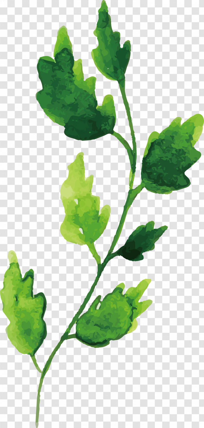Plant Stem Leaf Leaf Vegetable Annual Plant Herb Transparent PNG
