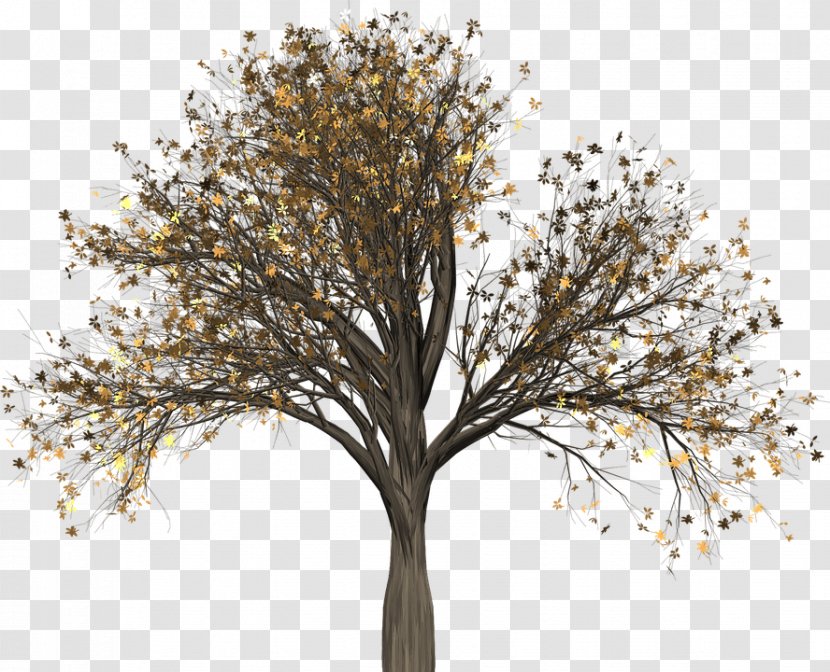 Tree Woody Plant Branch Elm - Autumn - Pull Down Transparent PNG