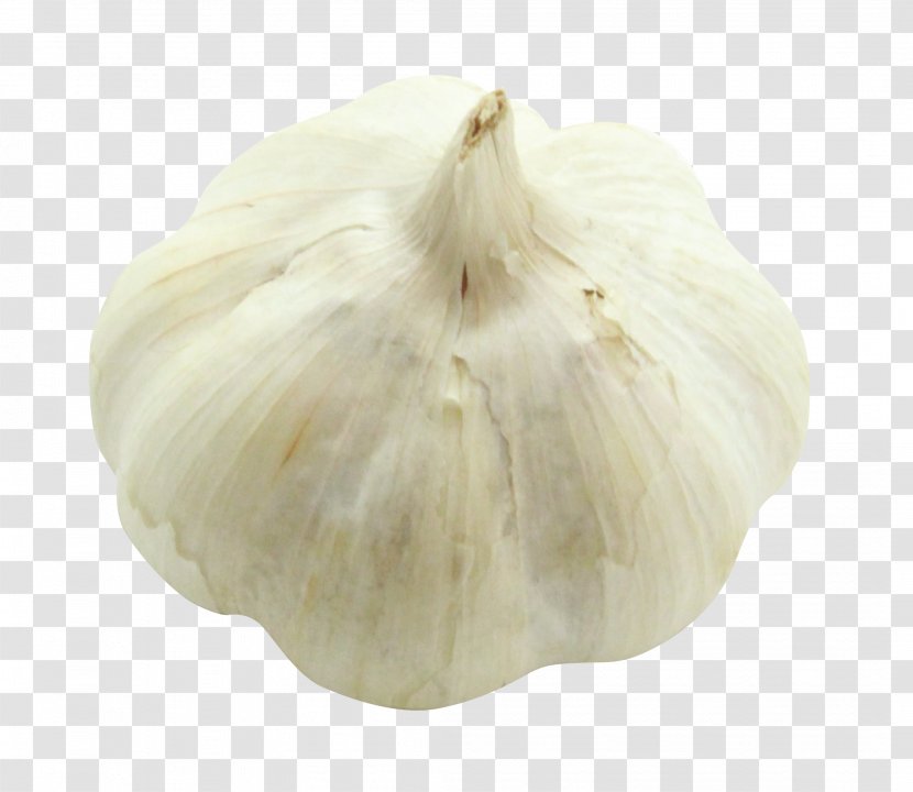 Garlic - Vegetable - Food Transparent PNG