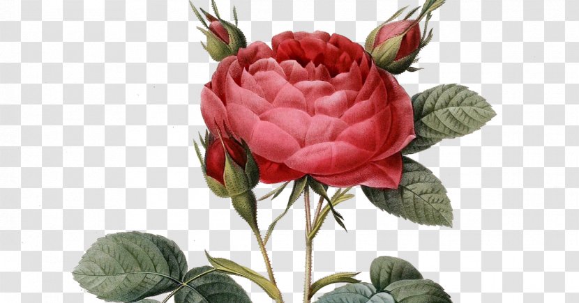 Flower Bouquet Clip Art Rose Bearded Florist - Order - Zinnia Elegans Garden Roses Transparent PNG