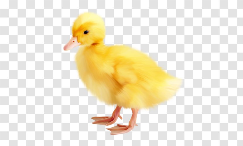 Easter Duck - Water Bird Transparent PNG