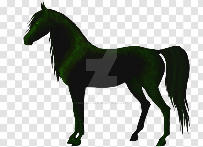 Stallion Mane Foal Mare Mustang - Mammal Transparent PNG