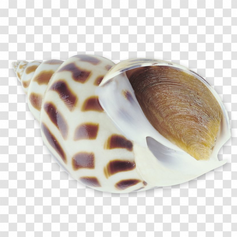 Sea Snail Seafood Seashell - Molluscs - Conch Transparent PNG