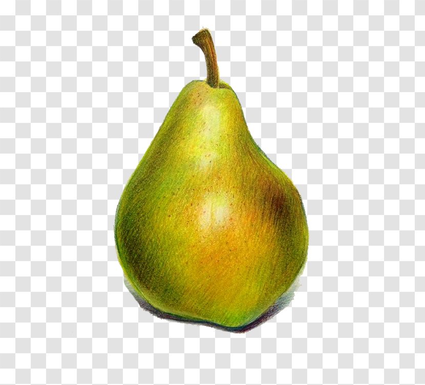 Pyrus Xd7 Bretschneideri European Pear Cartoon - Caricature Transparent PNG