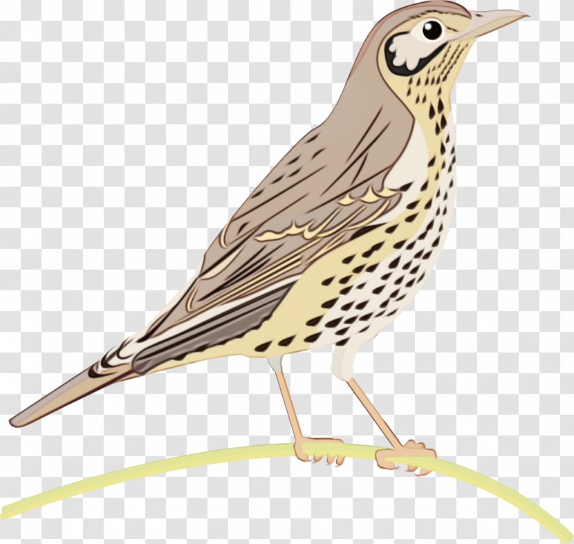 Cartoon Bird - Thrush Nightingale - Cuckoo Wood Transparent PNG