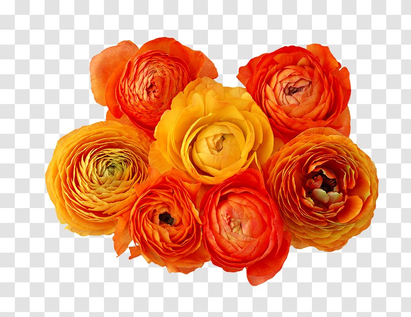 Orange Flower Clip Art - Rose Transparent PNG