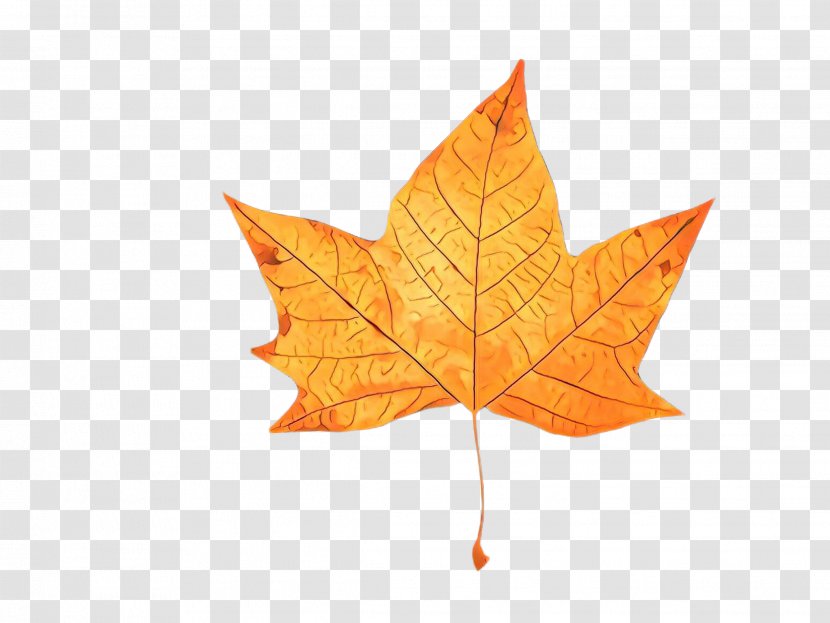 Maple Leaf - Sweet Gum Deciduous Transparent PNG