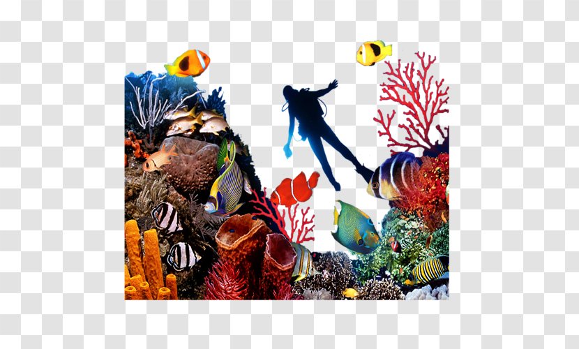 Coral Reef Fish Seabed - Sea Transparent PNG