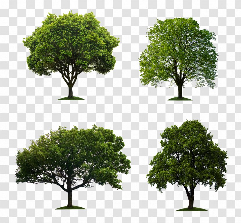 Tree Stock Photography Stock.xchng Oak - Grass - Eucalyptus Banyan Image Material Transparent PNG