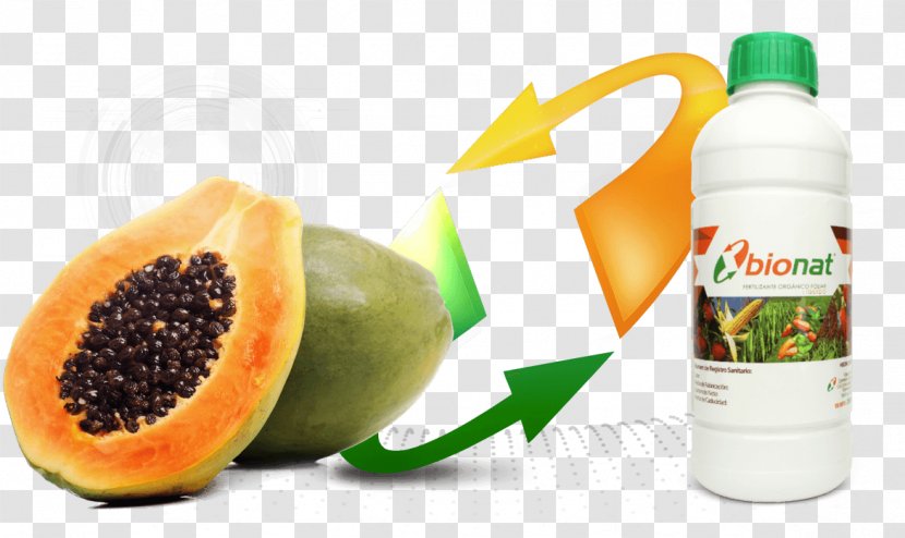 Papaya Celebrating The Pawpaw Fruit Health - Liquid Transparent PNG